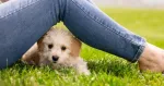 Imagem da notícia Pesquisa norte-americana aponta que cachorros também sentem ciúmes e ficam frustrados com os donos